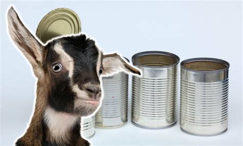 Do Goats Eat Tin Cans? (Find Out!) - Goat Owner