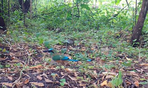 Costa Rica Wildlife – Meet the Turquoise-browed Motmot