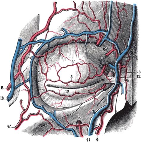 Periorbital Rejuvenation | Plastic Surgery Key