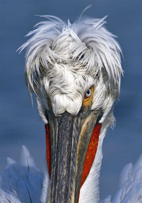 Dalmatian Pelican Photography - Greenwings Wildlife Holidays