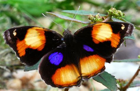 Butterfly | A butterfly in my garden in Windhoek. I took abo… | Flickr