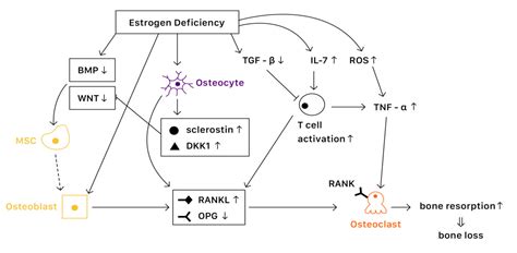 IJMS | Free Full-Text | Osteoporosis Due to Hormone Imbalance: An ...