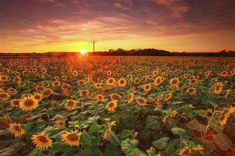 Sunflower Field In Sunset by Tu Xa Ha Noi