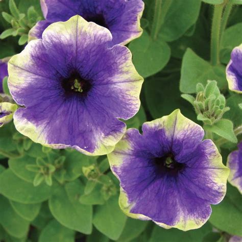 Green-edged petunia - Moonlight Eclipse. LOVE! | Petunia flower, Petunias, Plants