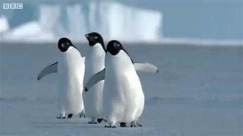 penguins waddling in arctic gif | WiffleGif