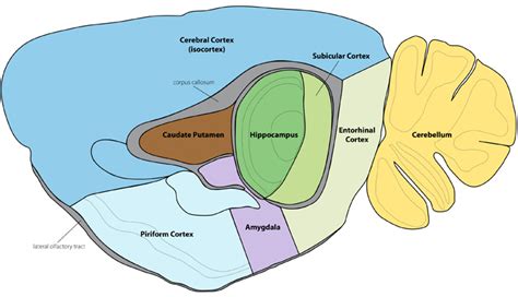 Piriform Cortex