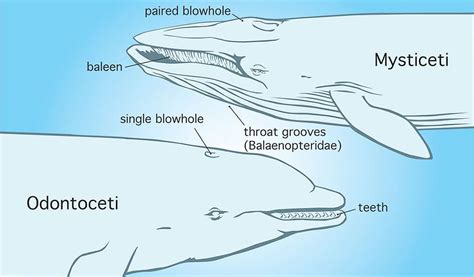 Cetaceans - Whales, Dolphins & Porpoises...