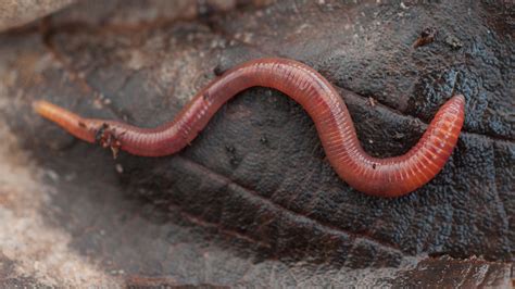 Do Worms Have Eyes? And Other Worm Facts - Woodland Trust