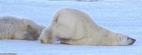 Este oso polar en un lunes: | Humor divertido sobre animales, Animales ...