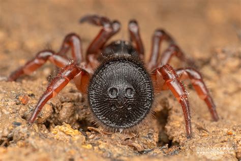 Cork-lid trapdoor spider (Cyclocosmia sp.) - DSC_0937 | Flickr