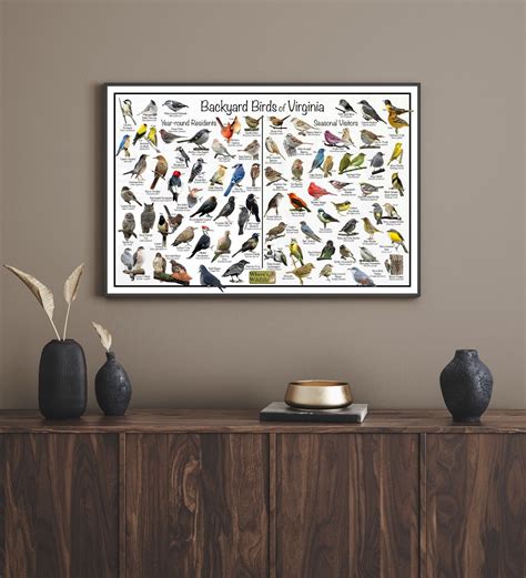 Backyard Birds of Virginia Bird Identification Nature Poster / Bird ID Guide | eBay