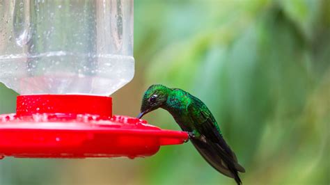 DIY Hummingbird Nectar Recipe: Stepwise Guide - Oxford Pets