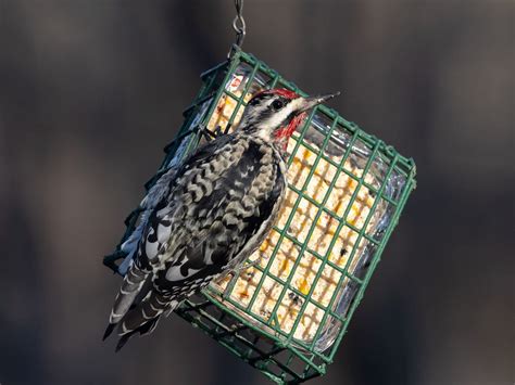 Yellow-bellied Sapsucker Range, Habitat + Distribution | Birdfact