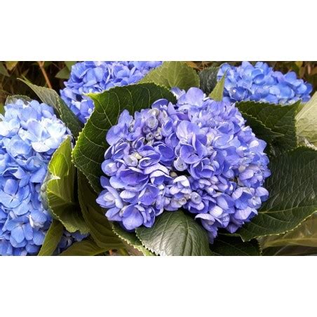 Dark Blue Fresh Hydrangeas - Weddings-Birthdays-Gifts-Decoration