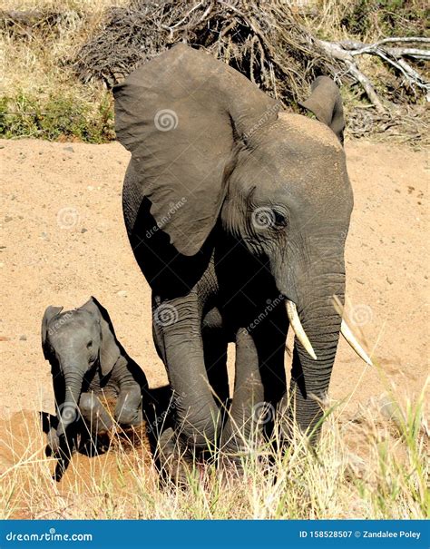 Pregnant Elephant Giving Birth