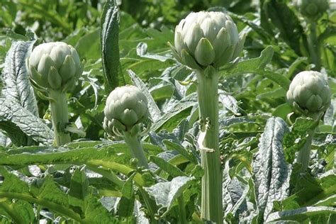 Artichoke Companion Plants - The 15 Best and 3 Worst Plants - Backyard ...