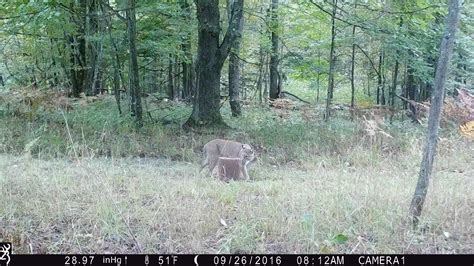 Bobcat Hunting | Michigan Sportsman - Online Michigan Hunting and Fishing Resource