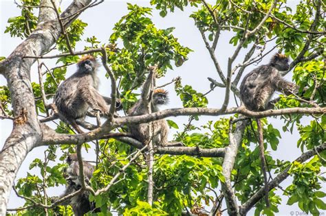 Tana River primates - on a broken wildlife highway - Africa Geographic