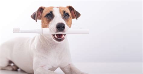 5 Best Electric Toothbrush Products For Dogs