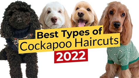 Guide To Cockapoo Haircuts With Photos Grooming Tips! | atelier-yuwa.ciao.jp