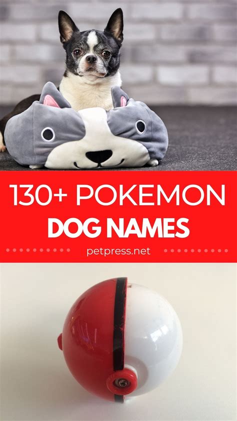 130+ Best Pokémon Dog Names: Dog Names Inspired by Pokémon