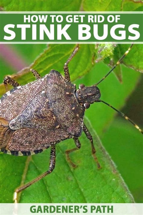 How to Get Rid of Stink Bugs in the Home or Garden