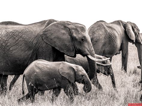An elephant herd : r/wildlifephotography