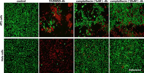 High Affinity and Specificity Calcein AM/PI Double Staining Kit E-CK-A354 at Elabscience.com