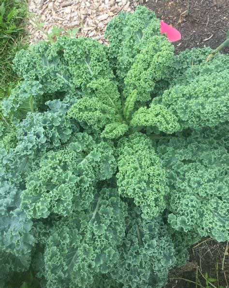 Curly Kale - Southside Permaculture Park