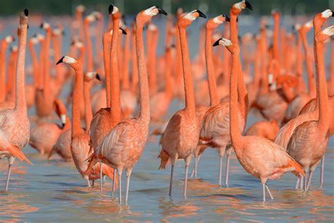 Flamingos in Mexico 2024-2025 - Rove.me