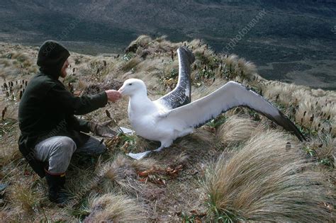 Ornithologist With Royal Albatross - Stock Image - C009/4132 - Science Photo Library