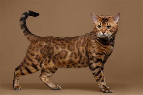 The 342 Best Bengal Cat Names - LOL Cats