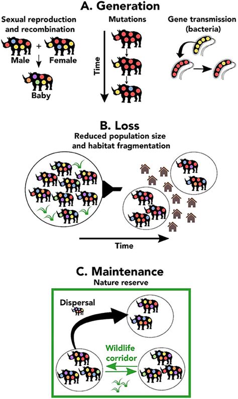 What Is Genetic Diversity and Why Does it Matter? · Frontiers for Young ...