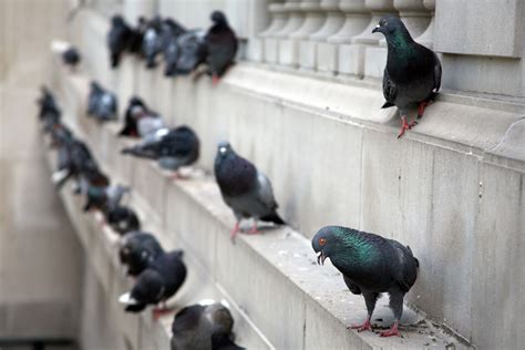 Pigeon Control & Removal in Chelmsford & Brentwood | Pest Defence