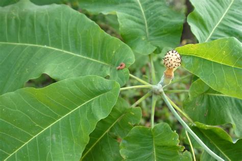 Magnolia macrophylla (Bigleaf Magnolia, Great-leaved Macrophylla, Large ...