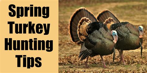 Spring Turkey Hunting Tips