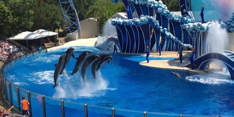 UPDATE: SeaWorld’s Statement & Dolphin Condition After Attack