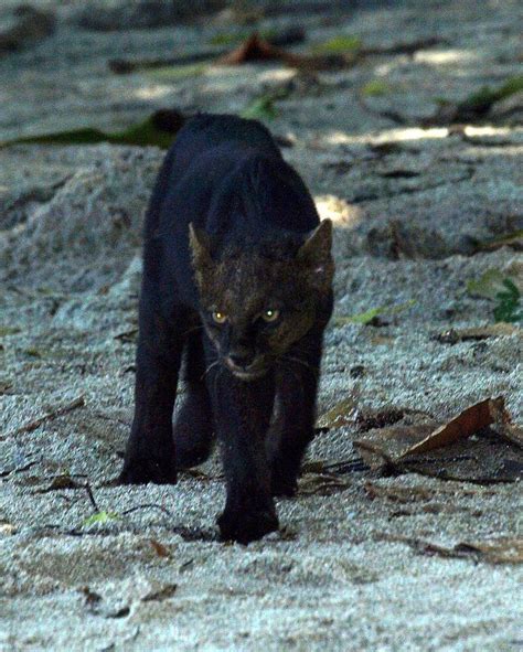 89 best images about Jaguarundi on Pinterest | Cats, Zoos and Photos of