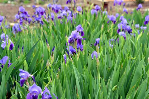 The language of flowers: Iris – Gardens For Goldens