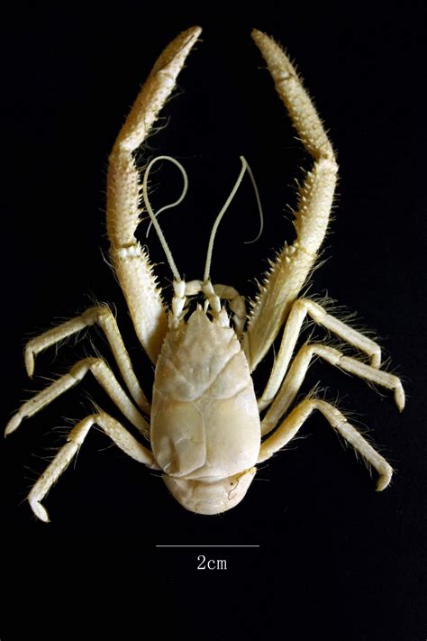 Environmental Monitor | Genetic Study of Yeti Crabs Reveals Likely Common Ancestor—and Vulnerability