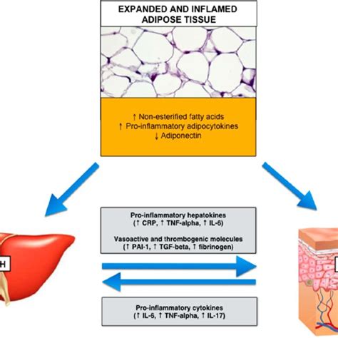 Proposed mechanisms of action of dimethyl fumarate/monomethyl fumarate... | Download Scientific ...