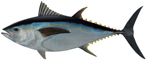 Bigeye tuna Thunnus obesus | NSW Department of Primary Industries