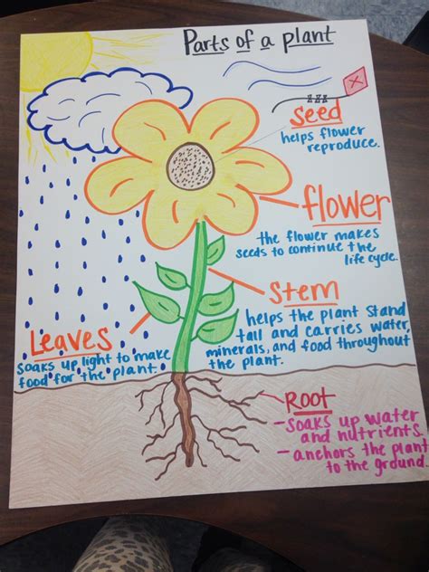 Parts of a plant anchor chart Kindergarten Anchor Charts, Science ...