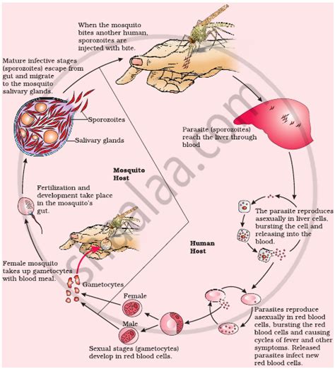 Explain the Life cycle of Plasmodium starting from its entry in the body of female Anopheles ...