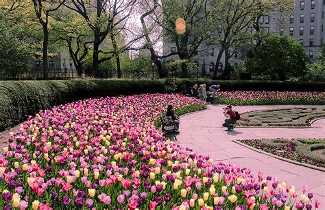 NY- Spring Explodes in the Conservatory Garden | Conservatory garden, Spring in new york, Urban ...