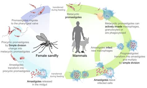 Leishmania o la enfermedad del mosquito – Clínica Veterinaria Sedavi