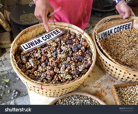 Famous Coffee Kopi Luwak Bali Procedure Stock Photo (Edit Now) 490473937
