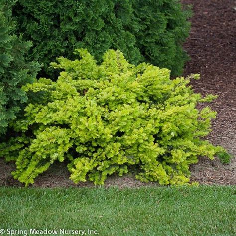 Discover the Best Plants for Shade Under Trees