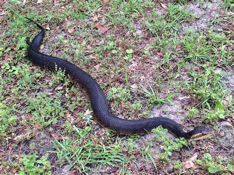 Florida Cottonmouth – Florida Snake ID Guide