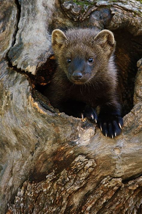 Fisher cat - looks cute but is ferocious | Wild life | Pinterest | Fisher, Cats and Photographers